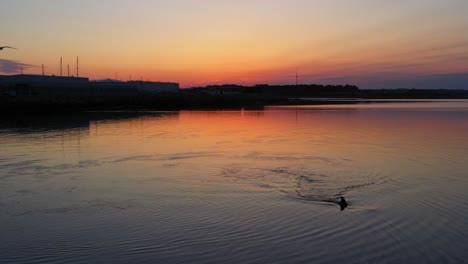 Delfines-Nadando-Hacia-La-Cámara-Con-Hermosos-Colores-Del-Amanecer-Reflejados-En-Aguas-Tranquilas