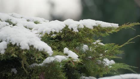 nieve fresca y ligera sobre las ramas verdes de thuja