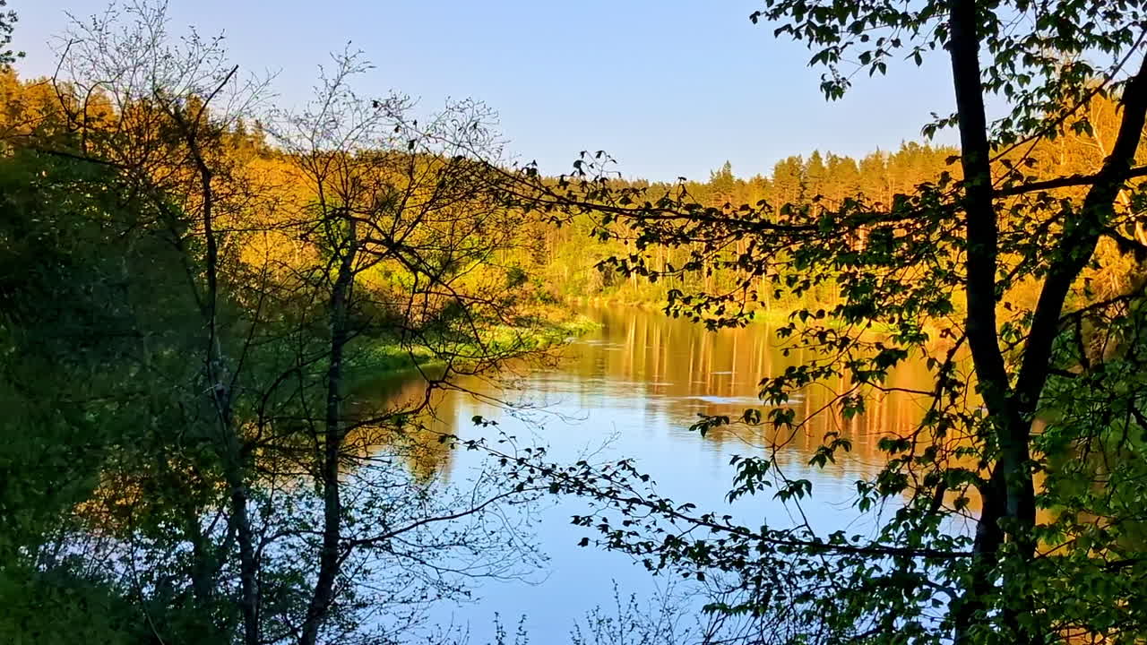 Golden trees reflect on a calm Gauja river in early evening during autumn in forested valley