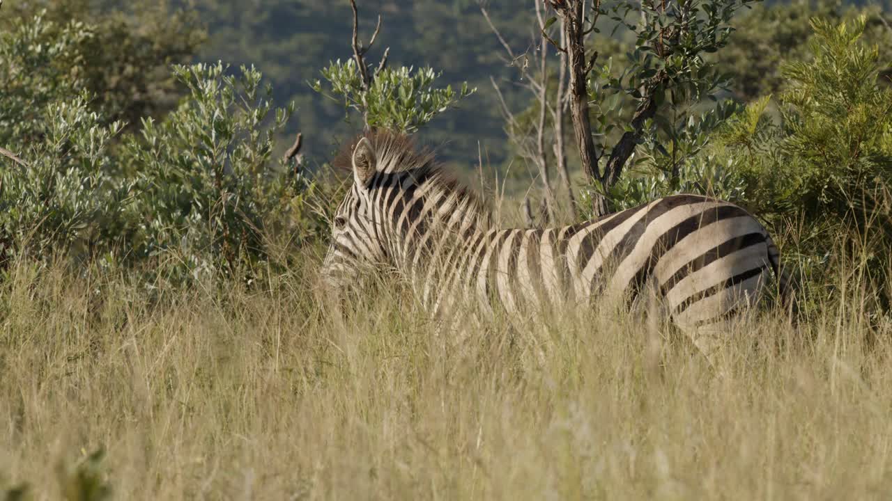 Zebra che cammina nell'erba al rallentatore
