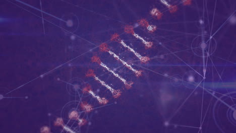 animación de la cadena de adn, red de conexiones en fondo púrpura