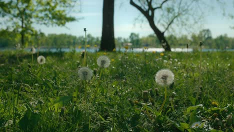 vista serena de las flores de diente de león en un exuberante prado junto al lago jarun, zagreb, croacia