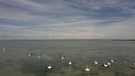 Aerial-view-of-a-flock-of-flamingos,-Camargue,-France