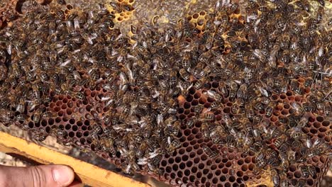 apicultor con muchas abejas en panal de miel
