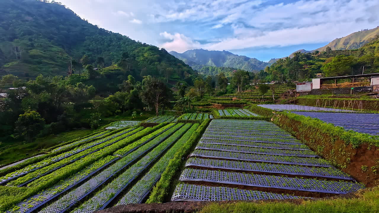 Bali rice terrace field gardening agriculture soil harvest cereal food Lombok Bukit Telaga hill
