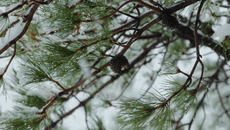 Snow-covered-pine-tree-branches-during-winter-snowfall-in-Maine