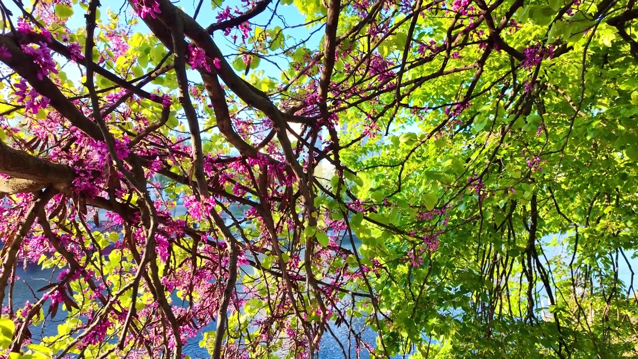 Upward-looking shot beneath blooming spring trees with pink flowers and fresh green leaves.