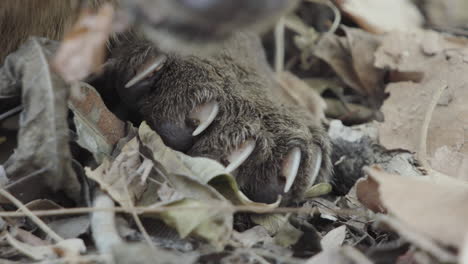 close-up of fossa paw with non-retractable claws resting in dry foliage