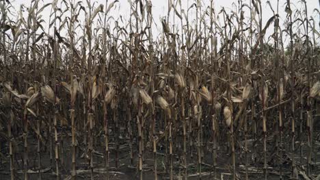 northern il standing corn during fall and harvest time