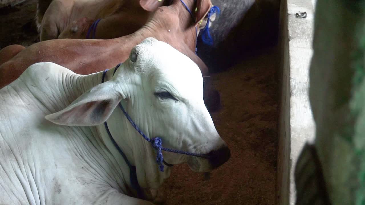 rivelando bestiame che riposa e mangia in una fattoria moderna, concetto di inflazione di crisi della catena alimentare