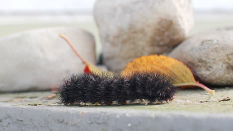 sideview close up of giant leopard moth caterpillar crawling on cement on sunny day