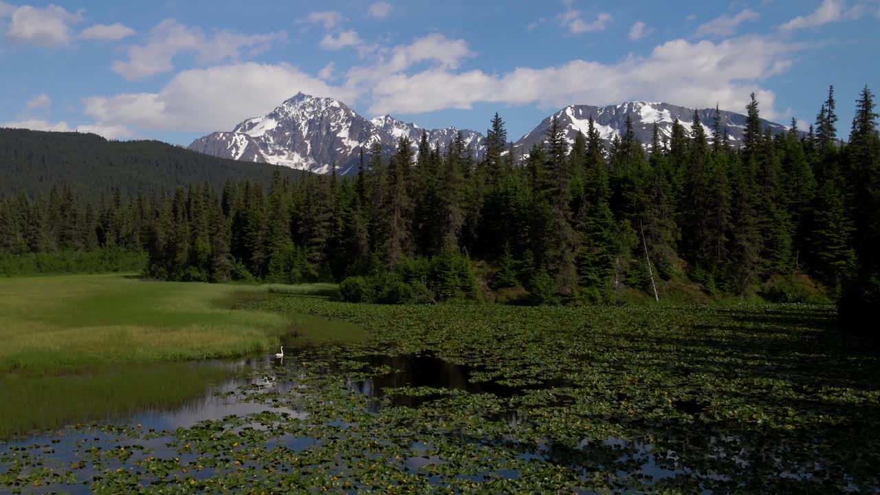 imágenes de drones en 4k de un estanque de lirios y montañas nevadas con un cisne en el agua en verano en alaska