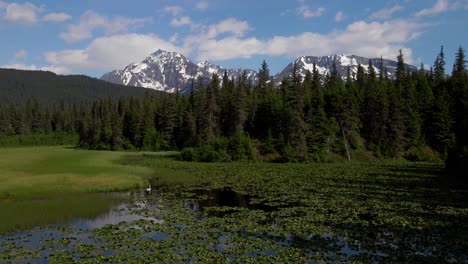 Imágenes-De-Drones-En-4k-De-Un-Estanque-De-Lirios-Y-Montañas-Nevadas-Con-Un-Cisne-En-El-Agua-En-Verano-En-Alaska