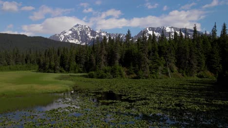 imágenes de drones en 4k de un estanque de lirios y montañas nevadas con un cisne en el agua en verano en alaska
