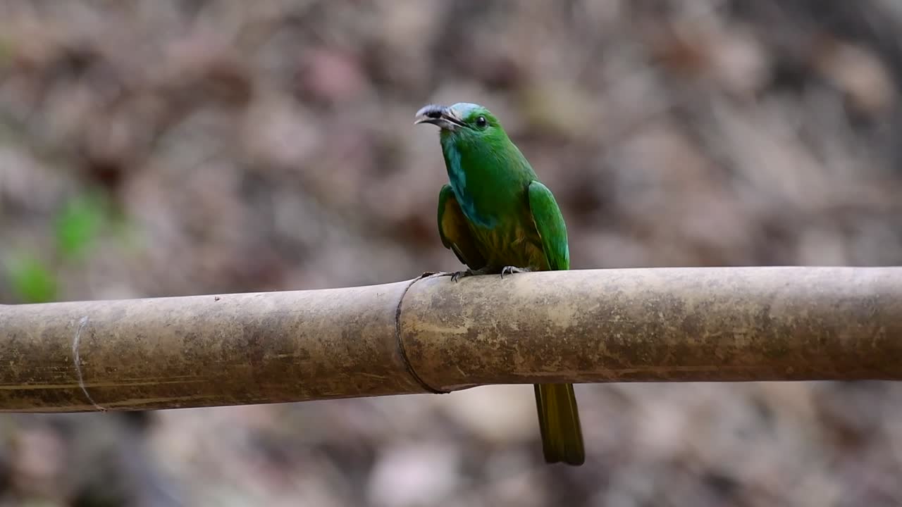 푸른수염벌잡이는 태국을 포함한 말레이시아 반도의 특정 산림 개간지에서 발견됩니다.