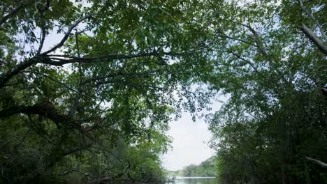 Belize River Wildlife Boat