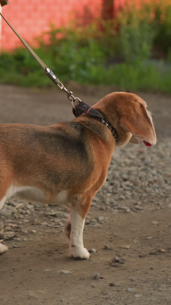 Dog owner walking beagle on leash along gravel road in rural setting, beagle happily panting with tongue out, background features brick building and red brick fence, legs of owner in casual shoes