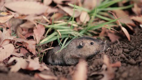 mole rat or groundhog surfaces from its hole on the ground