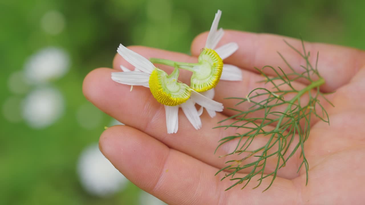 허브 차 개념, 카모마일 꽃과 회향 잎을 들고 있는 손, 클로즈업