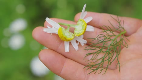 Herbal-tea-concept,-hand-holding-camomile-flower-and-Fennel-leaves,-closeup