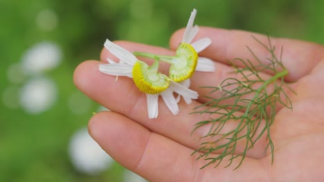 kräutertee-konzept, hand mit kamillenblüte und fenchelblättern, nahaufnahme