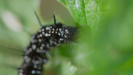 black spiny caterpillar arches mid-motion, feeding on soft green leaf