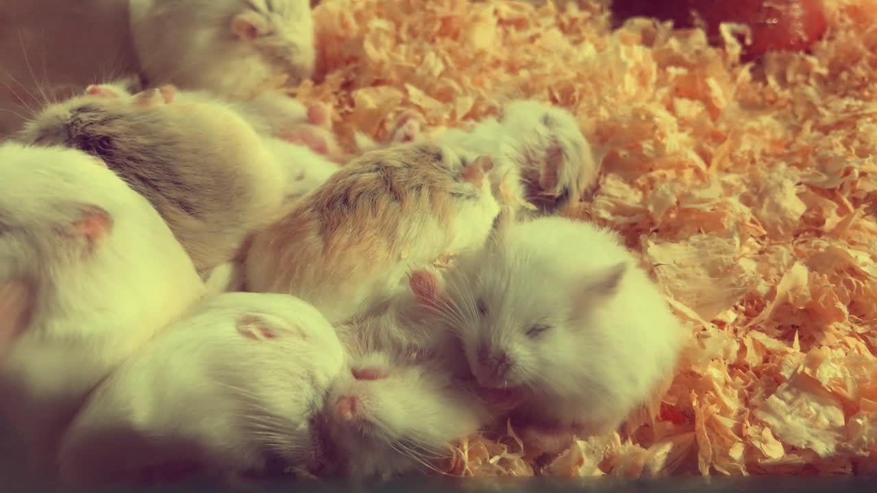 팔기 위해 상자에 땅에 귀여운  또는