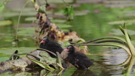 two baby birds on a log in a pond