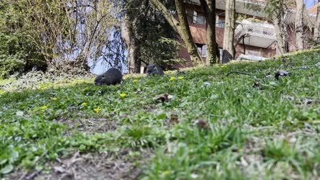 Two-nutrias-or-coypus-eat-green-grass-in-public-park-of-city-residential-district,-low-angle-ground-surface-pov