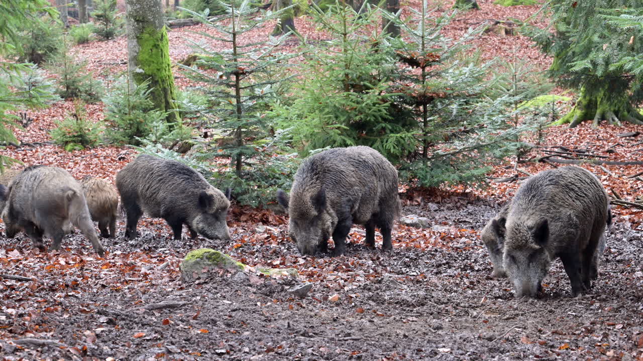 Branco di cinghiali (Sus scrofa) che cerca cibo nel terreno fangoso e ghiacciato nel bosco. Uno che scaccia l'altro. Rallentatore