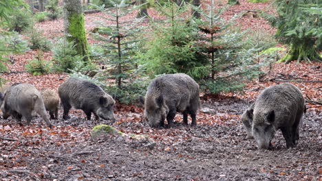 wild boar (sus scrofa) sounder foraging in muddy frozen ground in the forest.one chasing other away. slowmotion