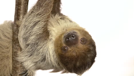 sloth upside down hanging on a tree branch white background