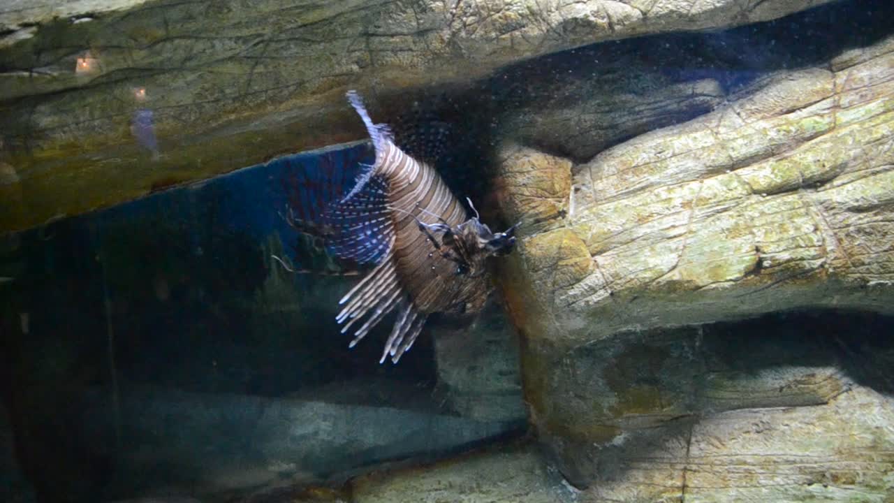 acquario con pesci