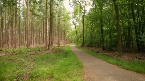 Radweg-Im-Wald-Und-Radfahrer,-Die-Den-Weg-Entlang-Fahren