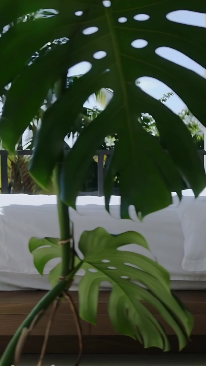 Video verticale: Telecamera che panoramica rivelando un divano letto in legno su un balcone, una Monstera che ondeggia, incorniciando il cielo.