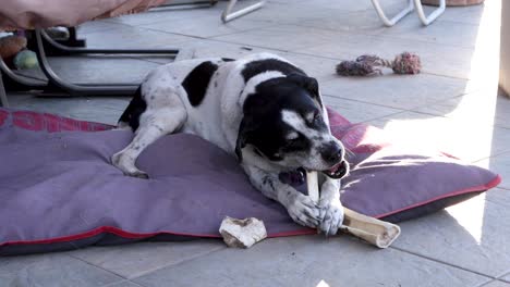 dog with a bone.