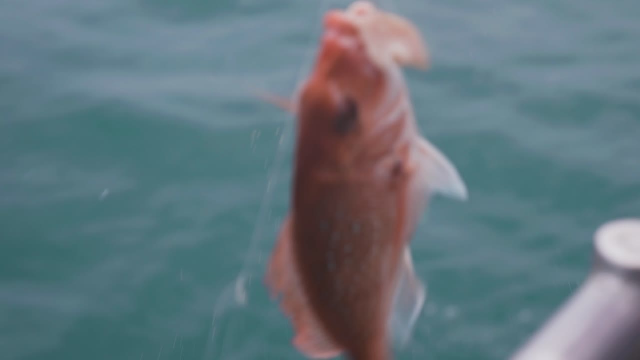 Red snapper fighting for live while being hooked to fishing line, pulled aboard