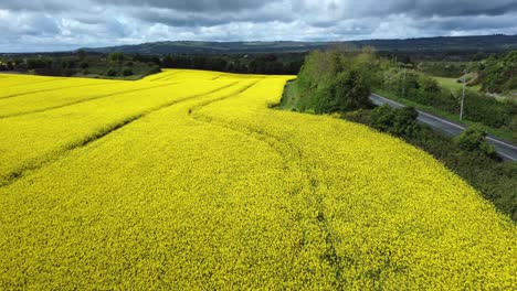 aerial view of blossoming rapeseed field with varying sunlight and country road on the right