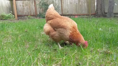 miss poppit scratching for worms and feed while in the back yard on green grass
