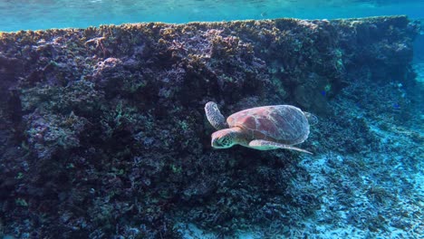 green sea turtle swimming in crystal clear water