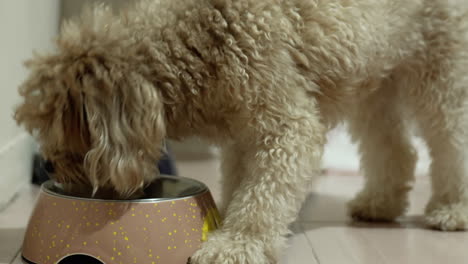 cute brown dog eating from his container