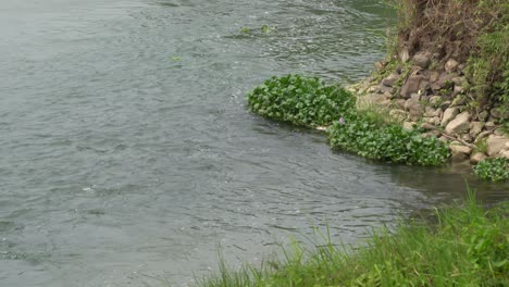 water hyacinths floating in a river at the edge of a cliff