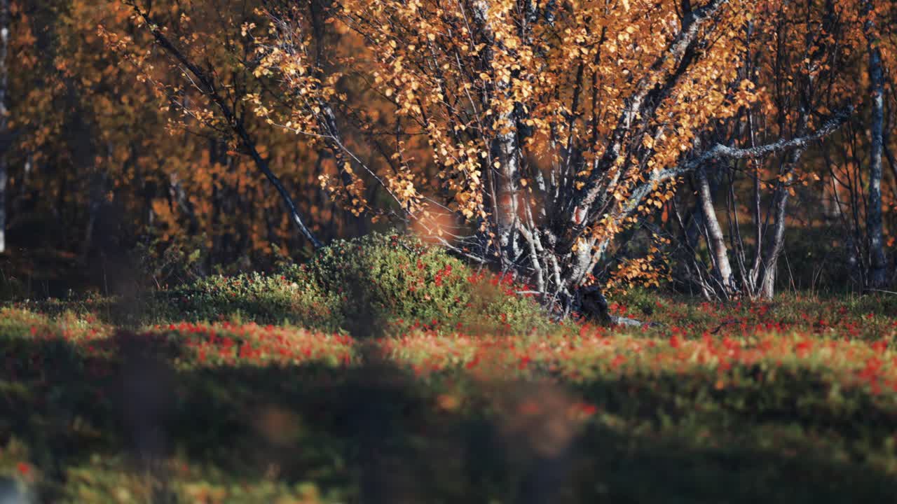 Autumn in the tundra - dwarf birch trees covered with colorful leaves