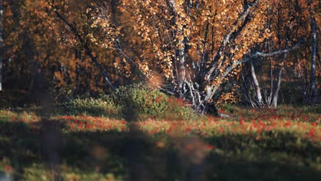 Otoño-En-La-Tundra---Abedules-Enanos-Cubiertos-De-Hojas-Coloridas