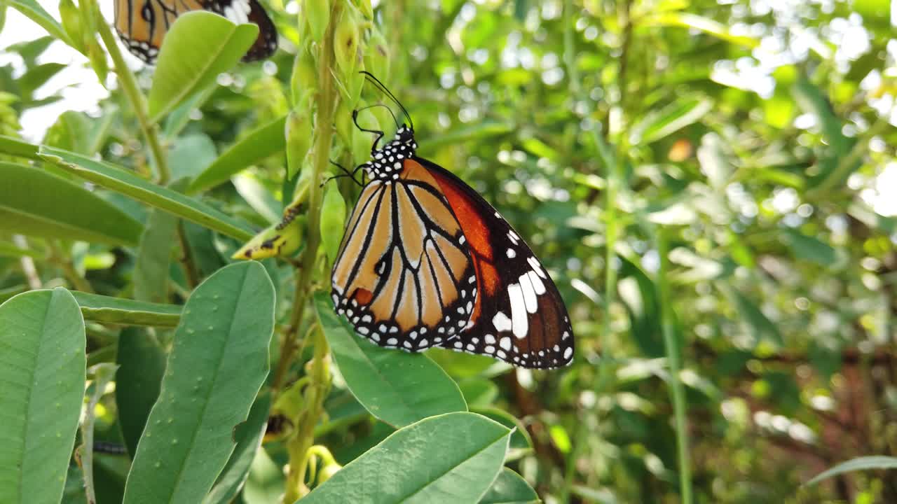 mariposa monarca en su hábitat natural durante la primavera en la india - blanco, naranja, marrón - estampado negro - dos mariposas a cámara lenta