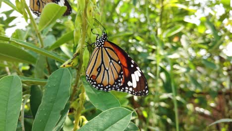 monarch butterfly in its natural habitat during spring in india - white, orange, brown - black patterned - two butterflies slow motion