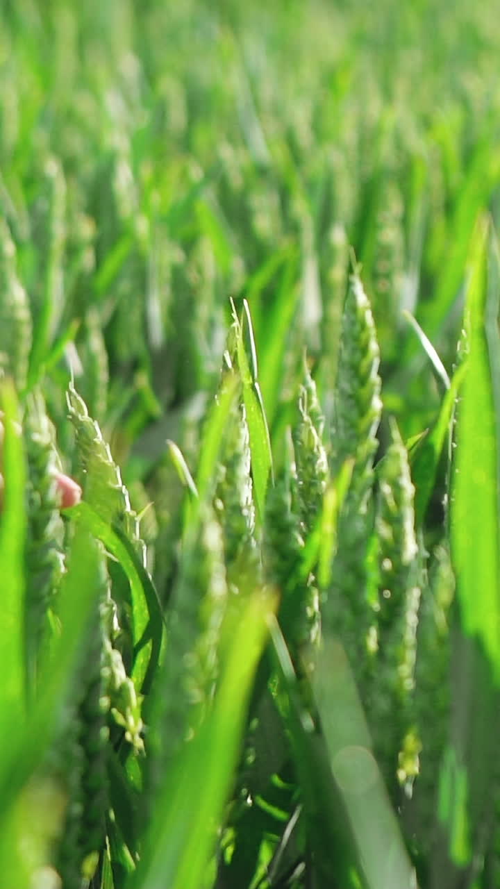 Child's hand touching green ears of wheat at sunset, slow motion. Vertical video