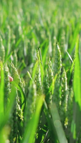 child's hand touching green ears of wheat at sunset, slow motion. vertical video