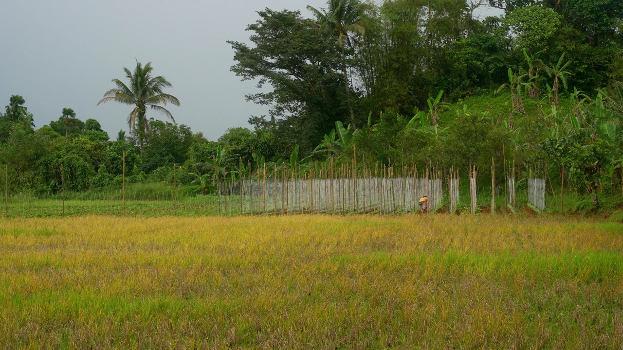 A still shot of golden‑yellow rice fields bordered by a wooden fence and tropical trees under a cloudy sky, capturing rural farming life in Lucban, Quezon Province Philippines