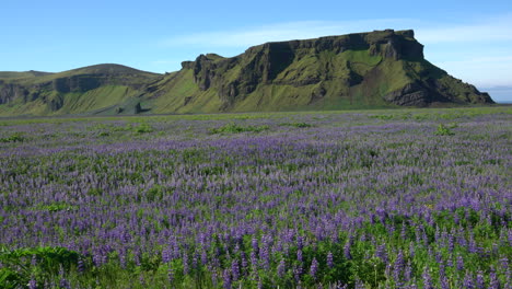 Lupine-flowers-field-in-Vik-Iceland.